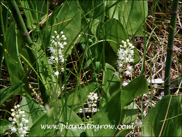 Canada Mayflower (Maianthemum canadense) 
Growing in the needle litter of Austrian Pine with Horsetail in sandy soil.